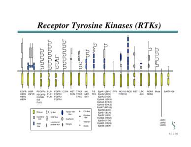Receptor Tyrosine Kinases (RTKs)  ? EGFR INSR HER2 IGF1R