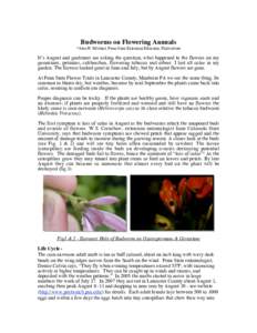 Budworms on Flowering Annuals *Alan H. Michael, Penn State Extension Educator, Floriculture It’s August and gardeners are asking the question, what happened to the flowers on my geraniums, petunias, calibrachoa, flower