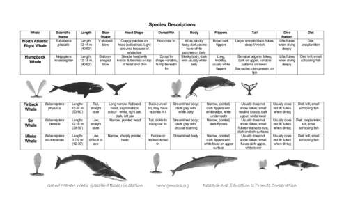 Species Descriptions Whale North Atlantic Right Whale