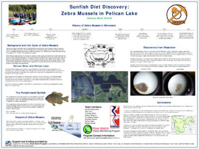 Sunfish Diet Discovery: Zebra Mussels in Pelican Lake Hawley River Watch History of Zebra Mussels in Minnesota 1989