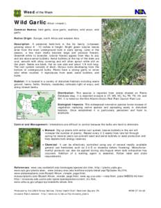 Weed of the Week  Wild Garlic Allium vineale L. Common Names: field garlic, crow garlic, scallions, wild onion, wild garlic Native Origin: Europe, north Africa and western Asia