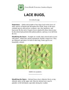 Forest Health Protection, Southern Region  LACE BUGS, Corythucha spp. Importance. - Adults and nymphs of lace bugs feed on the leaves of many species of hardwoods throughout the South. Some of the more