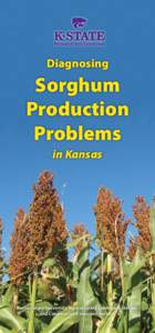 Diagnosing  Sorghum Production Problems in Kansas