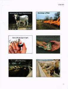 Biology / Breeding / Cattle / Genetics / Limousin cattle / Vigor / Heterosis / Calf / Weaning / Hybrid