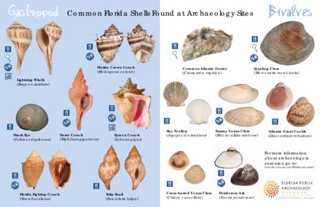 Gastropod  Bivalves Common Florida Shells Found at Archaeology Sites