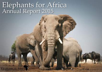 Elephants for Africa Annual Report 2015 Dear friends, Based in Botswana, we are in the fortunate position of working on the largest remaining population of African elephant, that is largely insulated