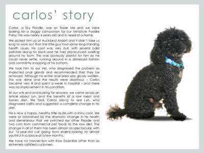 carlos’ story Carlos, a Toy Poodle, was on Trade Me and we were looking for a doggy companion for our Miniature Poodle Patsy. He was nearly 6 years old and in need of a home. We picked him up at Auckland Airport and it