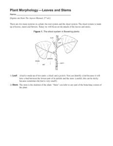 Plant Morphology— Leaves and Stems Name: [figures are from The Jepson Manual, 2nd ed.] There are two main systems in a plant, the root system and the shoot system. The shoot system is made up of leaves, stems and flowe