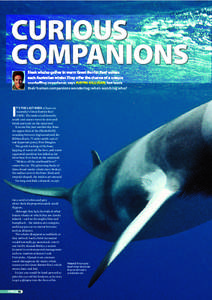 CURIOUS COMPANIONS Sleek whales gather in warm Great Barrier Reef waters each Australian winter. They offer the chance of a unique snorkelling experience, says JUSTIN GILLIGAN, but leave their human companions wondering: