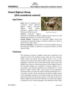 Zoology / Bighorn sheep / Desert bighorn sheep / Sheep / Anza-Borrego Desert State Park / Santa Rosa Mountains / Badlands bighorn / Sierra Nevada bighorn sheep / Western United States / Geography of California / Ovis