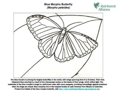 Microsoft PowerPoint - Blue Morpho Butterfly text