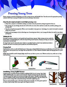 Pruning Young Trees Proper pruning is essential in developing a tree with a strong structure and desirable form. Trees that receive the appropriate pruning measures while they are young will require less corrective pruni