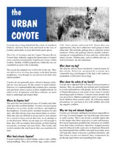 the  URBAN COYOTE Coyotes have long inhabited the cities of southern Ontario, and have been seen and heard in the City of