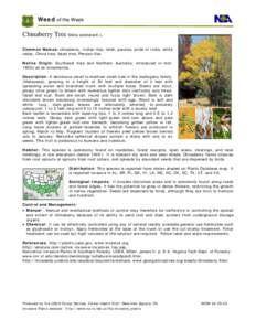 Melia azedarach / Seed / Azadirachta indica / Flora / Invasive plant species / Botany / Biology