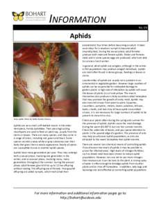 INFORMATION No. 04 Aphids exoskeleton) four times before becoming an adult. It takes seven days for a newborn nymph to become adult