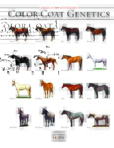 AMERICAN ≤UARTER HORSE  Color Coat Genetics Sorrel  Chestnut