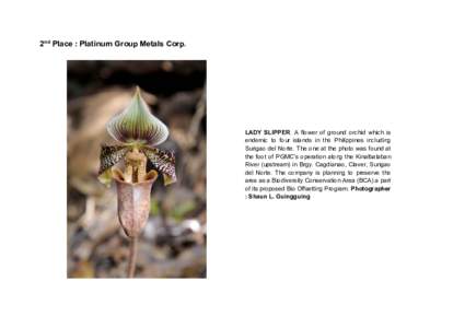 2nd Place : Platinum Group Metals Corp.  LADY SLIPPER. A flower of ground orchid which is endemic to four islands in the Philippines including Surigao del Norte. The one at the photo was found at the foot of PGMC’s ope