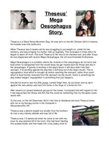 Theseus’ Mega Oesophagus Story. Theseus is a Great Swiss Mountain Dog. He was born on the 8th October 2014 in Ireland, his breeder was Inta Jankovica.