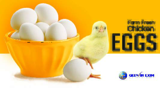 Geewin Exim is gaining huge repute in the domestic as well as international market for the availability of Chicken Egg. The White Chicken Egg is sourced from reliable vendors and thus, we make sure of availability of th