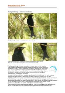 file:///C:/bushbirds-5.0/infd/dicrurus_bracteatus.html