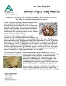 Action Needed Didymo: Invasive Algae infesting Upper Delaware River Didymo is spreading fast in the West and East Branch Delaware River: We need to act now to prevent future harm! Didymo is a microscopic algae that cling