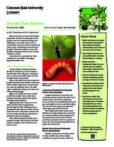 Shade Tree Borers Fact Sheet No.	[removed]Insect Series|Trees and Shrubs  by W.S. Cranshaw and D.A. Leatherman*