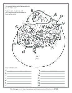 Ask A Biologist - Animal Cell Anatomy Activity - Coloring Page Worksheet