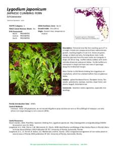 Lygodium japonicum Japnese climbing fern Schizaeaceae Common Synonyms: none  FLEPPC Category: 1