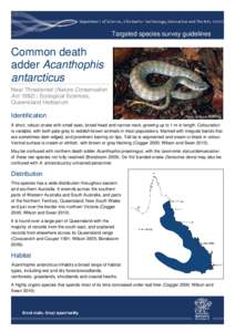 Targeted species survey guidelines - common death adder