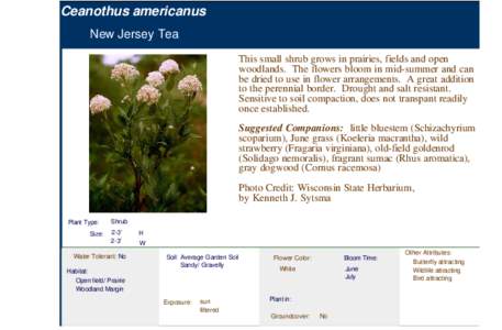 New Jersey Tea (ceanothus americanus)