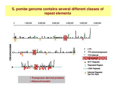 S. pombe genome contains several different classes of repeat elements retrotransposon  Transposon-derived proteins