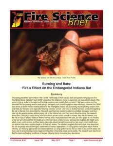 The Indiana bat (Myotis sodalis). Credit: Rich Fields.  Burning and Bats: Fire’s Effect on the Endangered Indiana Bat Summary The spring prescribed burn window in the Central Hardwoods is short (usually April) and good