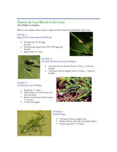 Tamarisk Leaf Beetle Life Cycle