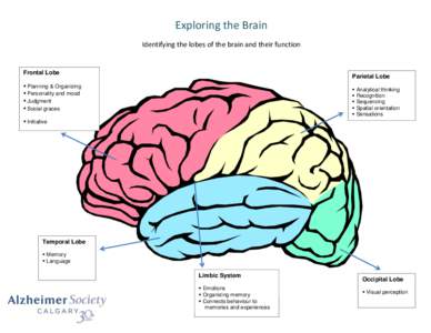 Exploring the Brain Identifying the lobes of the brain and their function Frontal Lobe  Parietal Lobe