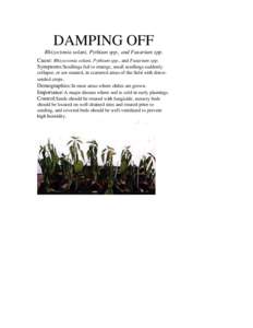 DAMPING OFF Rhizoctonia solani, Pythium spp., and Fusarium spp. Cause: Rhizoctonia solani, Pythium spp., and Fusarium spp. Symptoms:Seedlings fail to emerge, small seedlings suddenly collapse, or are stunted, in scattere