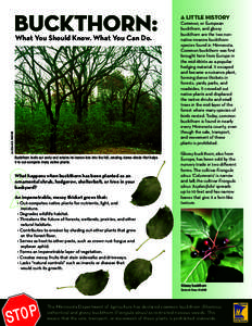 Buckthorn: What You Should Know. What You Can Do.