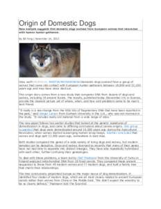 Origin of Domestic Dogs New analysis suggests that domestic dogs evolved from European wolves that interacted with human hunter-gatherers. By Ed Yong | November 14, 2013  Gray wolfWIKIMEDIA, MARTIN MECNAROWSKIDomestic do