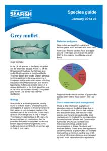 Species guide January 2014 v4 Grey mullet Fisheries and gears Grey mullet are caught in a variety of