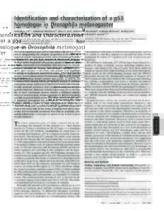 Identification and characterization of a p53 homologue in Drosophila melanogaster Shengkan Jin*†, Sebastian Martinek†‡, Woo S. Joo§, Jennifer R. Wortman¶, Nebojsa Mirkovic储, Andrej Sali储, Mark D. Yandell¶, N