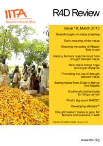 R4D Review Issue 10, March 2013 Breakthroughs in maize breeding Early maturing white maize Ensuring the safety of African food crops