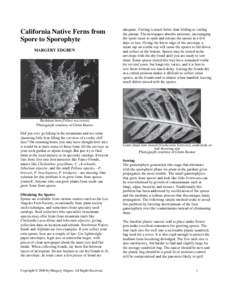 California Native Ferns from Spore to Sporophyte MARGERY EDGREN adequate. Cutting is much better than folding or curling the pinnae. The newspaper absorbs moisture, encouraging