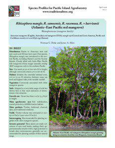 Rhizophora mangle, R. samoensis, R. racemosa, R. x harrisonii (Atlantic-East Pacific red mangroves)