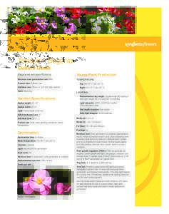 Begonia Topspin culture guide.indd