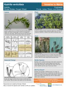 Hydrilla verticillata  Invasive to Maine Hydrilla, Florida Elodea, Oxygen Weed