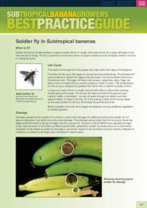 SUBTROPICALBANANAGROWERS  BESTPRACTICEGUIDE Soldier fly in Subtropical bananas What is it? Soldier fly (Family Stratiomyidae) is approximately 20mm in length and looks similar to a wasp although it only