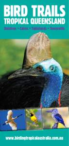 Bird Trails Tropical Queensland Daintree • Cairns • Tablelands • Townsville  www.birdingtropicalaustralia.com.au