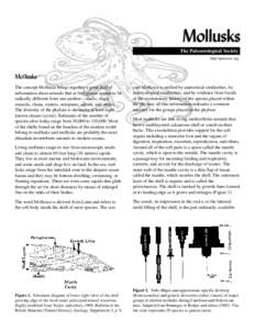 Mollusks The Paleontological Society http:\\paleosoc.org Mollusks The concept Mollusca brings together a great deal of