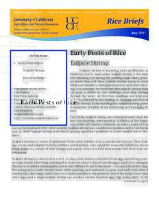 University of California Cooperative Extension   Rice Briefs               May 2011  Rice Briefs  May 2011
