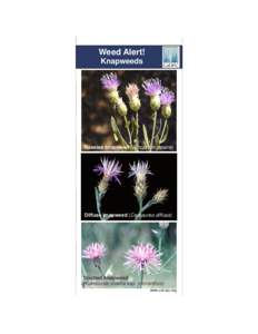 Weed Alert! Knapweeds Russian knapweed (Acroptilon repens)  Diffuse knapweed (Centaurea diffusa)