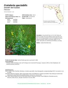 Crotalaria spectabilis showy rattlebox Fabaceae Common Synonyms: none  FLEPPC Category: FDACS Listed Noxious Weed: No